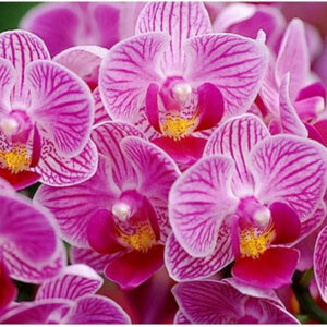 金邊小飛象蝴蝶蘭 Moth Orchid (Phalaenopsis Golden Vivian)
