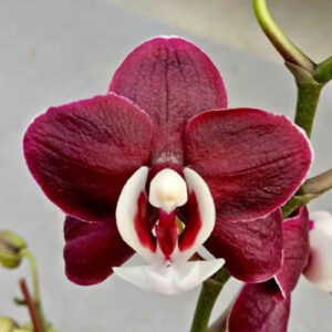 黑美人蝴蝶蘭 Moth Orchid (Phalaenopsis Kaoda Twinkle)