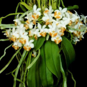 洛比蝴蝶蘭 Moth Orchid (Phalaenopsis lobbii)