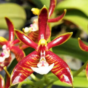 版納蝴蝶蘭 Moth Orchid (Phalaenopsis mannii)