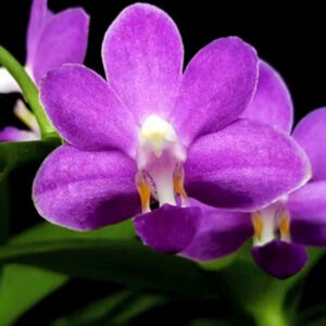 英帝哥蝴蝶兰 Phalaenopsis Purple Martin 'Indigo'