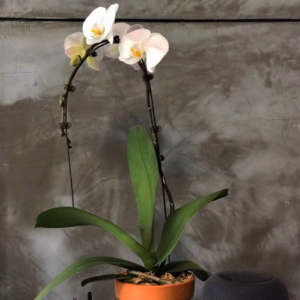 大白蝴蝶蘭Moth Orchid Phalaenopsis Sogo Yukidian 'V3'