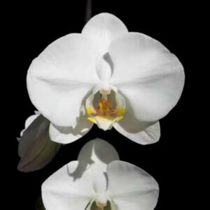 大白蝴蝶蘭 Moth Orchid Phalaenopsis Sogo Yukidian 'V3'