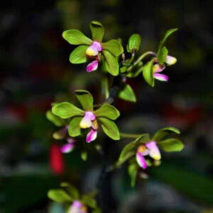 滇西蝴蝶蘭 Moth Orchid (Phalaenopsis stobartiana)