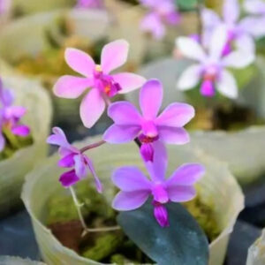 华西蝴蝶兰 Moth Orchid (Phalaenopsis wilsonii)