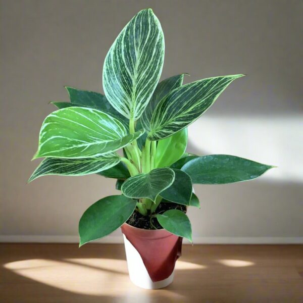 柏金蔓綠絨 Philodendron 'Birkin' (Philodendron sp.)：圖片 2