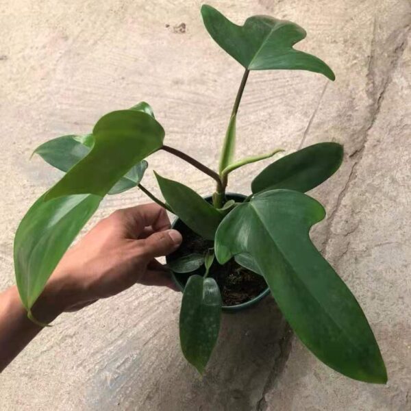 佛羅里達飛機蔓綠絨 Philodendron 'Florida green'：圖片 3