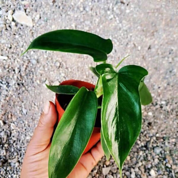 佛羅里達飛機蔓綠絨 Philodendron 'Florida green'：圖片 2