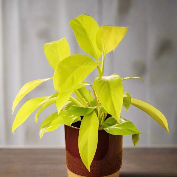 金鋤蔓綠絨 Philodendron 'Malay Gold'