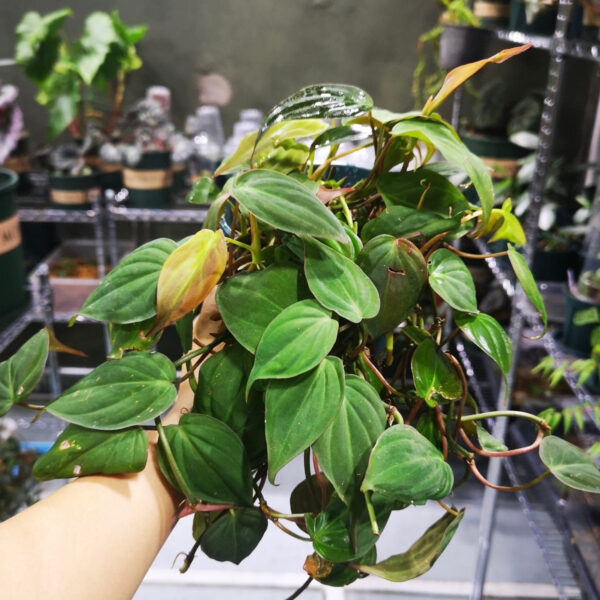 雲母蔓綠絨 Philodendron micans：圖片 2