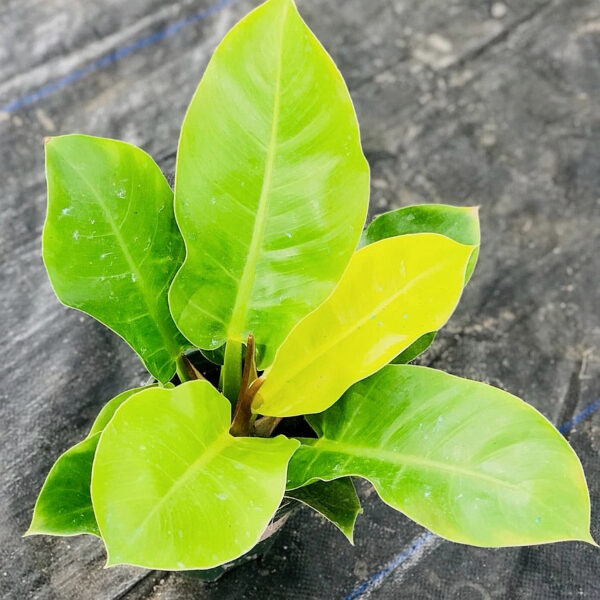 斑葉月光蔓綠絨 Philodendron 'Moonlight' (Philodendron hybrid)：圖片 4