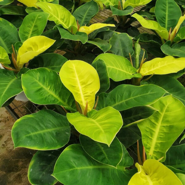 斑葉月光蔓綠絨 Philodendron 'Moonlight' (Philodendron hybrid)：圖片 2