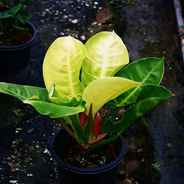 斑葉月光蔓綠絨 Philodendron 'Moonlight' (Philodendron hybrid)：圖片 6