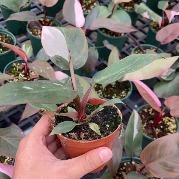 粉紅公主蔓綠絨 Philodendron Pink Princess：圖片 6