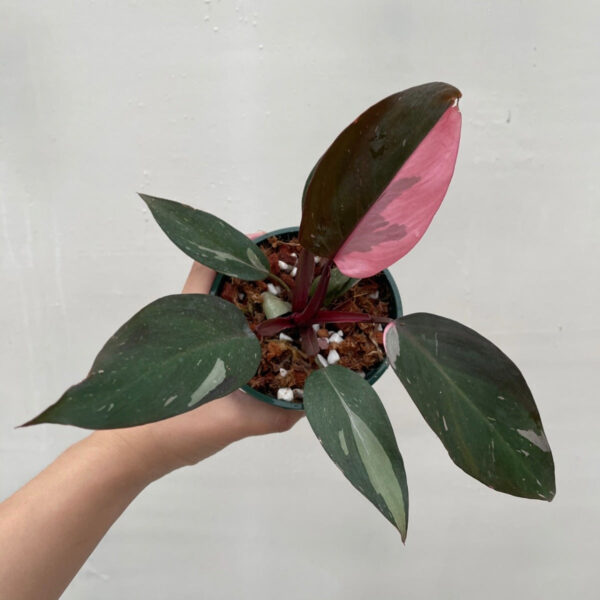 粉紅公主蔓綠絨 Philodendron Pink Princess：圖片 5