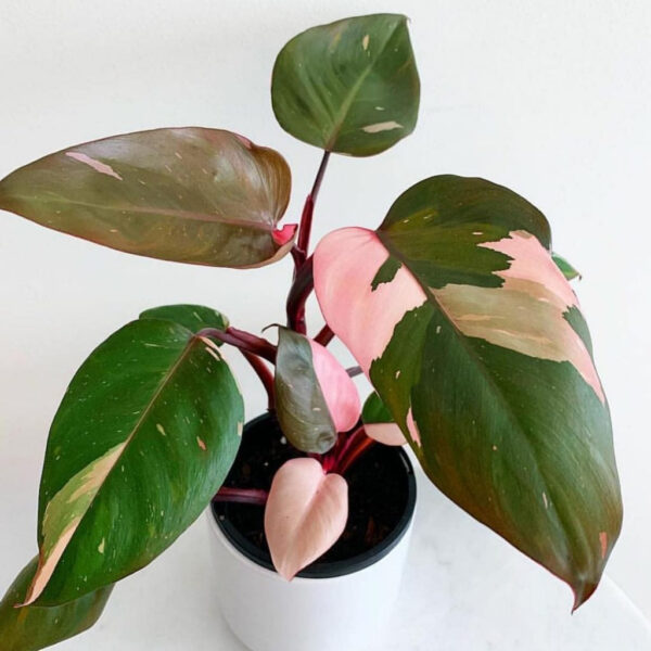 粉紅公主蔓綠絨 Philodendron Pink Princess