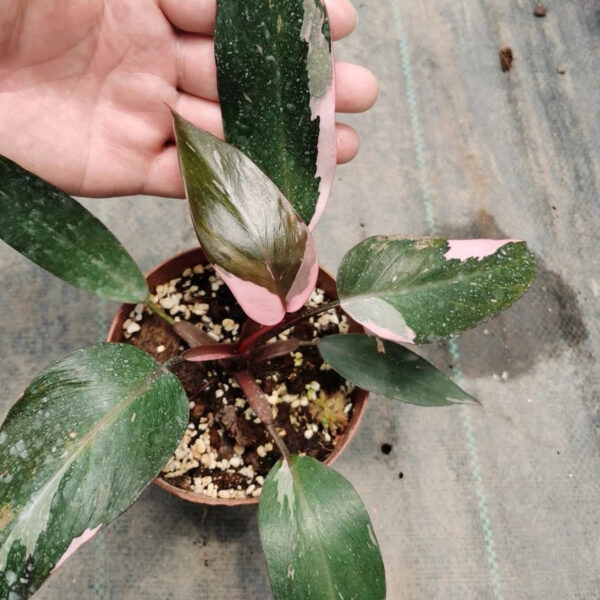 粉紅公主蔓綠絨 Philodendron Pink Princess：圖片 4