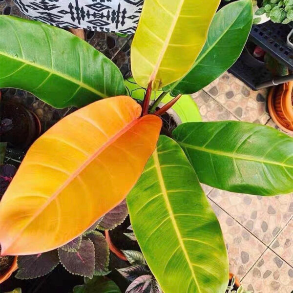 橙王子蔓綠絨 Philodendron 'Prince of Orange'