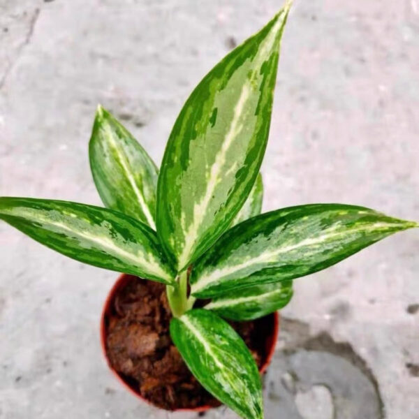 黛粉葉 Dieffenbachia Maculata 'Tiki'：圖片 2