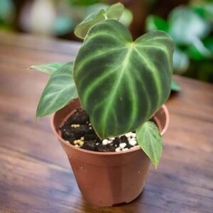 南美螢光蔓綠絨 philodendron verrucosum