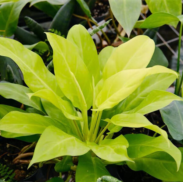 金鋤蔓綠絨 Philodendron 'Malay Gold'：圖片 2