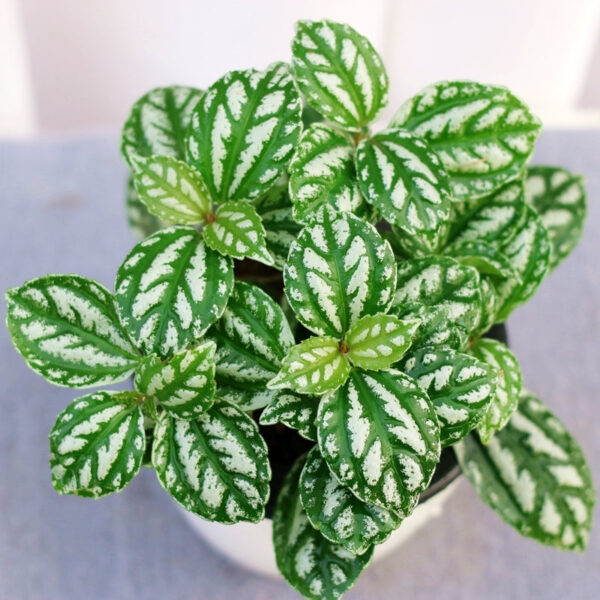 花葉冷水花 Pilea cadierei Gagnep.：圖片 3