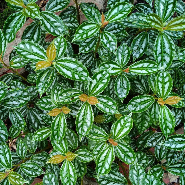 花葉冷水花 Pilea cadierei Gagnep.