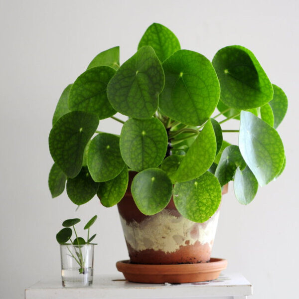 鏡面草   Pilea peperomioides diels