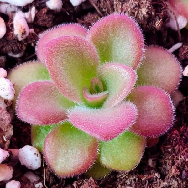 純真捕蟲堇 Pinguicula agnata (直徑3-5cm)