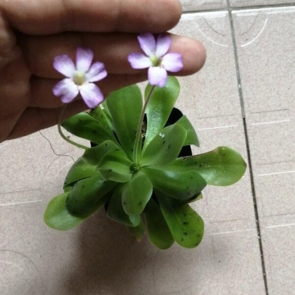 蘋果捕蟲堇 pinguicula agnata x potosiensis：圖片 3