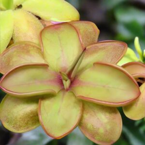 捕蟲堇屬 Pinguicula emarginata x hemiepiphytica (Butterworts)