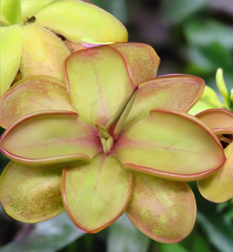 捕蟲堇屬 Pinguicula emarginata x hemiepiphytica (Butterworts)