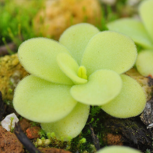 巨大捕蟲堇 Pinguicula gigantea