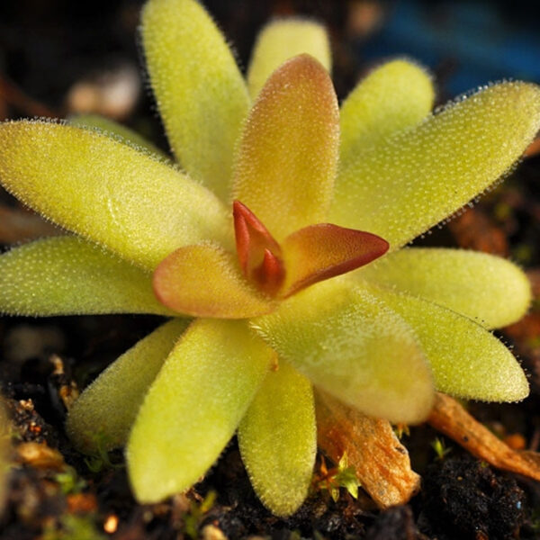 捕蟲堇 Pinguicula spp. (Gracilis moctezumae)