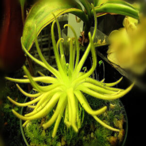 石灰岩捕蟲堇 Pinguicula gypsicola