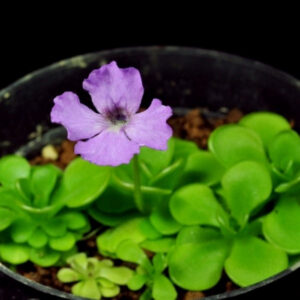 漢卡捕蟲堇 Pinguicula 'Hanka'