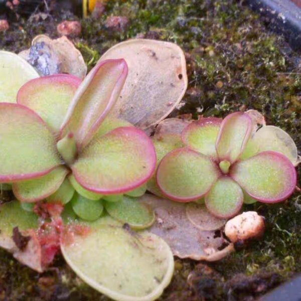 紅花勞厄堇 Butterwort Pinguicula laueana