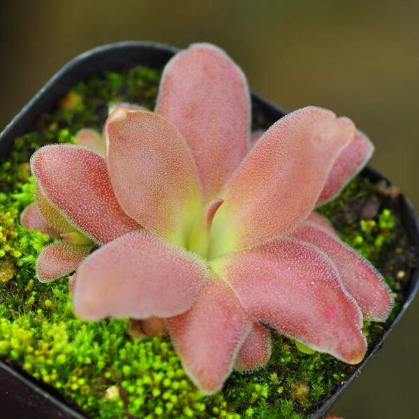 馬西安諾捕蟲堇 Butterworts (Pinguicula Marciano) (直徑2-4cm)