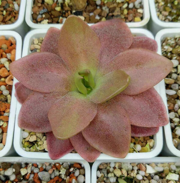 馬西安諾捕蟲堇 Butterworts (Pinguicula Marciano) (直徑2-4cm)：圖片 2