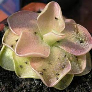 塞提捕蟲堇 Pinguicula 'Sethos'