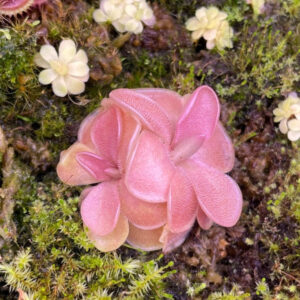 威悉捕虫堇 Pinguicula Weser