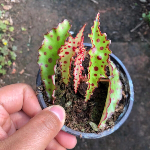 秋刀魚秋海棠 Pink Spotted Begonia (Begonia amphioxus)：圖片 2