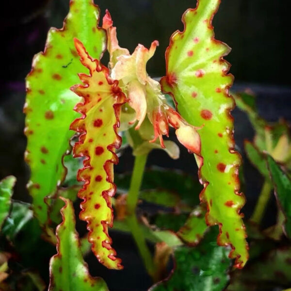 秋刀魚秋海棠 Pink Spotted Begonia (Begonia amphioxus)