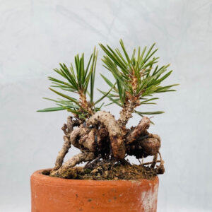 黑松 Black pine Parl (Pinus thunbergii)