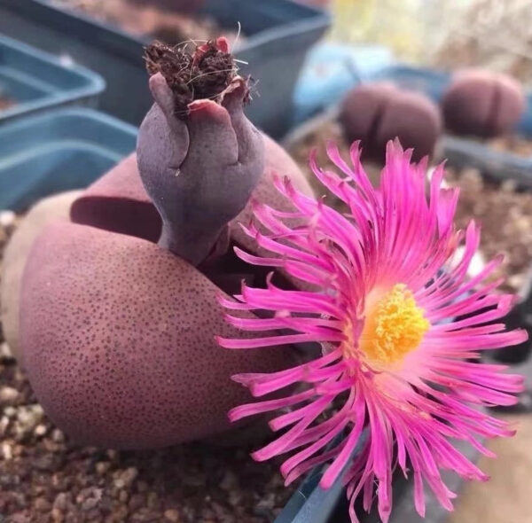 紅帝玉 Pleiospilos nelii 'Rubra'：圖片 2