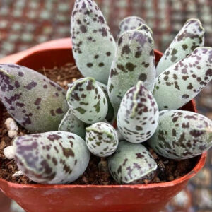 海豹天章, 水泡 Plover Egg Plant (Adromischus cooperi festivus)