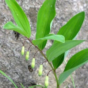 玉竹 Polygonatum Odoratum (Angular solomon's-seal)