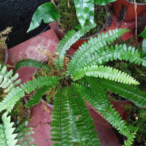 披針耳蕨, 對生耳蕨 Polystichum deltodon