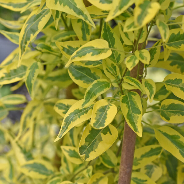 素馨葉白英 Yellow Zebra (Solanum jasminoides)