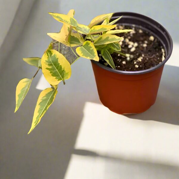 素馨葉白英 Yellow Zebra (Solanum jasminoides)：圖片 2